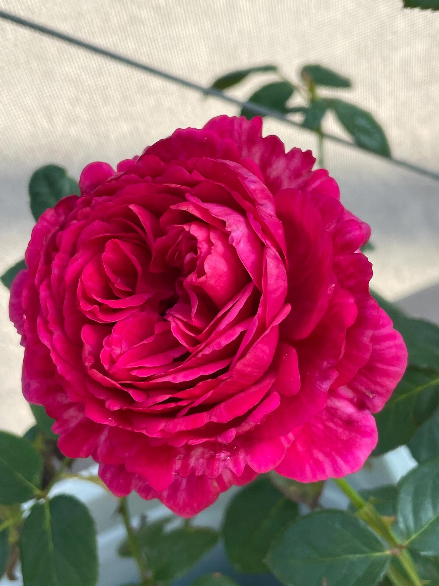 Rose【Ligare｜リガーレ】- 真彩 230| Striped | 领带| Heat Resistant| Intense Fragrance| Peony Bloom| Floribunda | Wave Petals