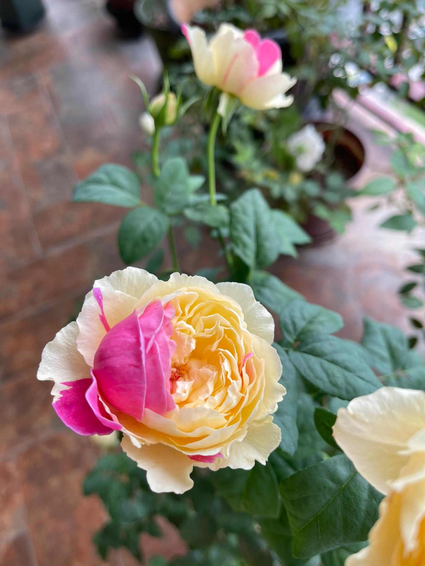 Rose【Fugetsu｜ふうげつ】-Surprise Rosa|  风月| Heat Resistant| Abundant Blooming| Less Thorns| Surprise rose| 風月| Balcony Rose