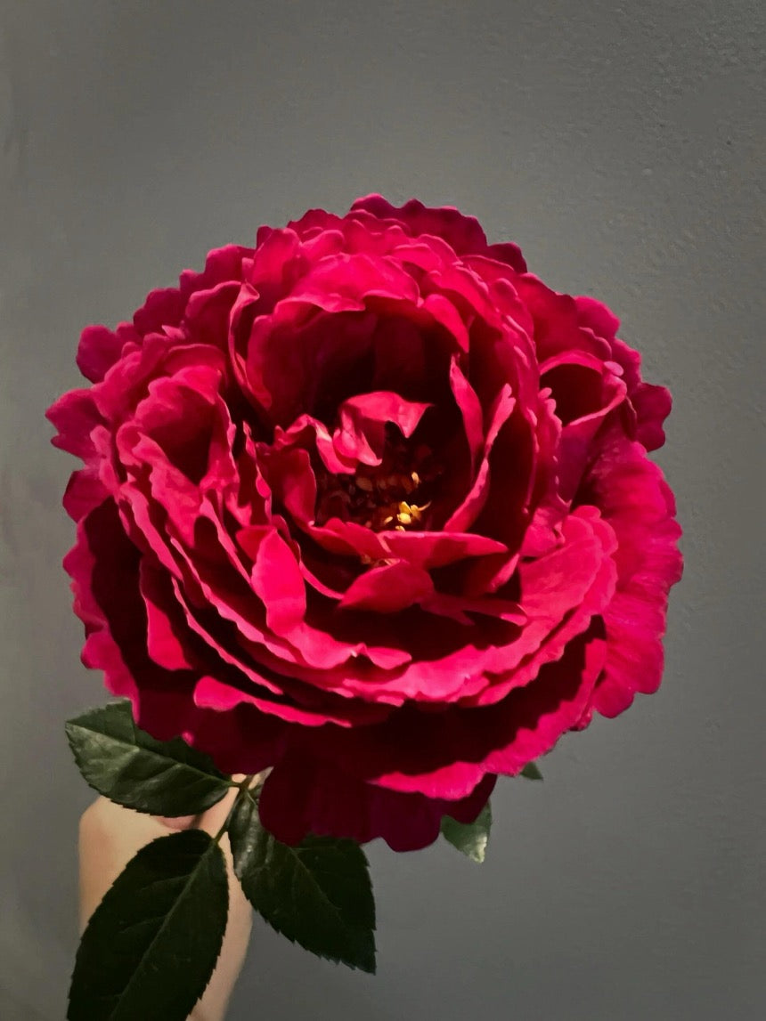 Rose【Ligare｜リガーレ】- 真彩 230| Striped | 领带| Heat Resistant| Intense Fragrance| Peony Bloom| Floribunda | Wave Petals