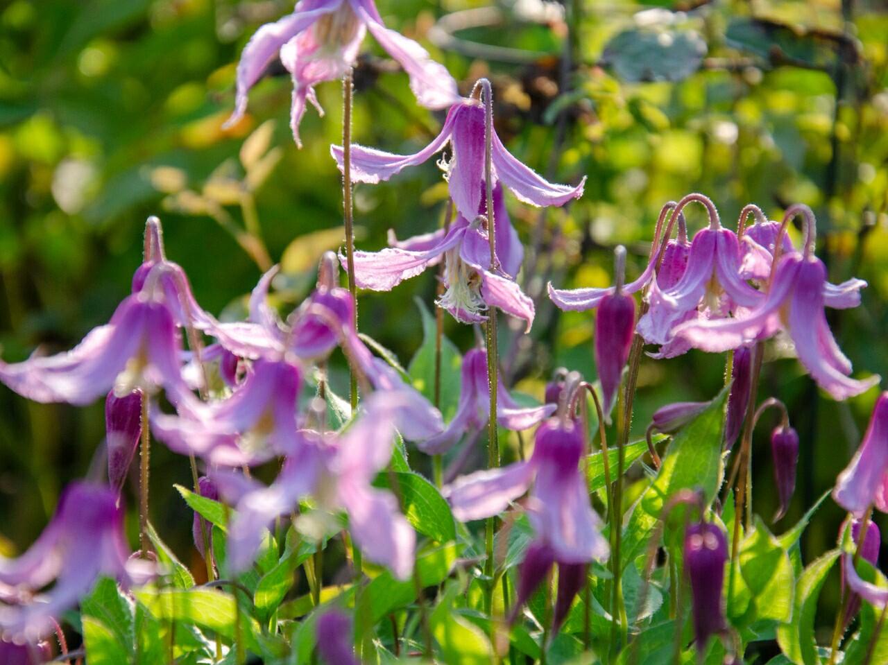 Clematis【Hanajima｜はなじま｜花島】- LivePlant｜花岛| Ballet Dancer| Upright clematis, perfect for container planting| Easy to Grow| Low Maintenance