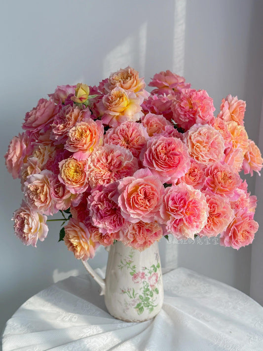 Rare Rose【シヤル一ル ｜Chaleur】-1 Gal Live Plant｜温暖｜夏洛尔｜沙勒尔｜Takayuki Kimura 2023 New Variety