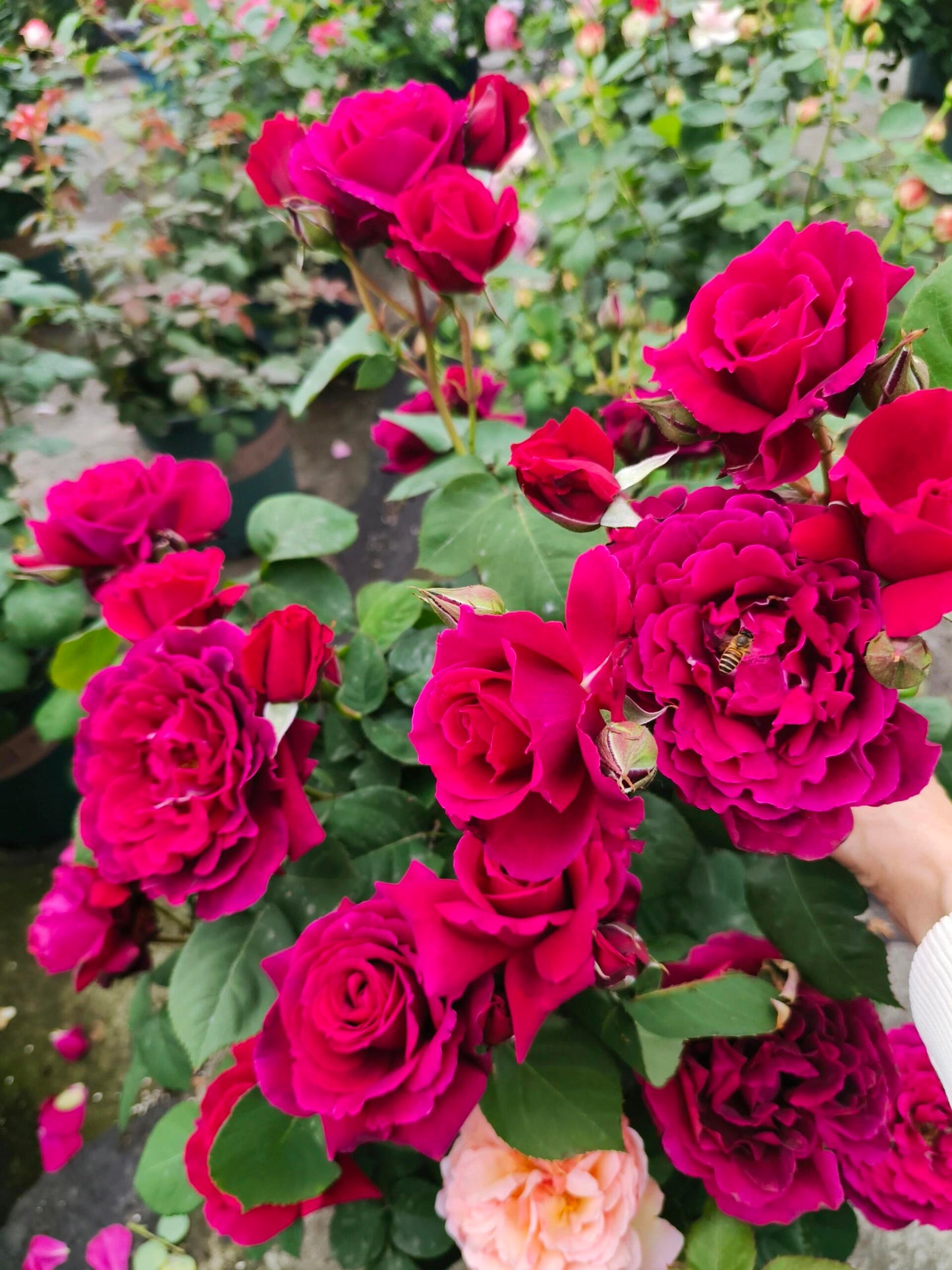 Rose【Colline Rouge| 赤い丘】-OwnRoot LivePlant｜天家胭脂/红丘｜コリーヌルージュ| Velvet| Heat Resistant| Rain-Resistant| Long florescence| Everbloomer