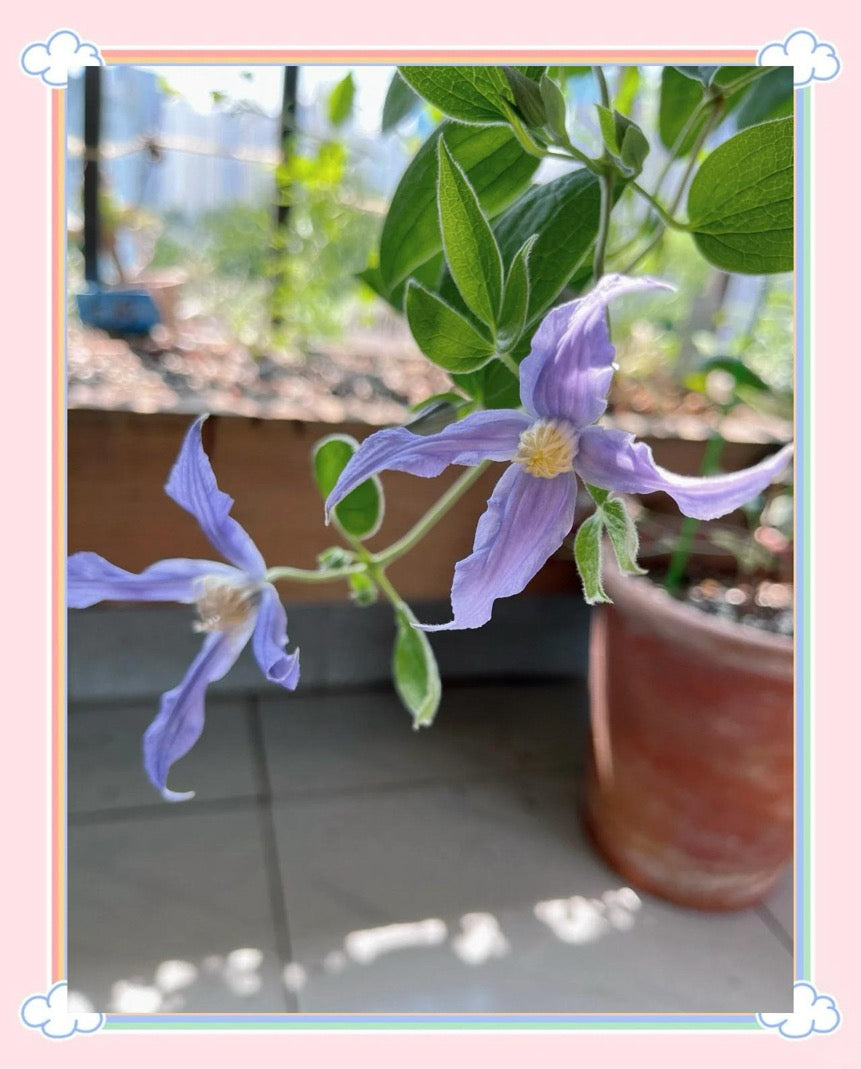 Clematis【Milky Way】-Live Plant｜银河系