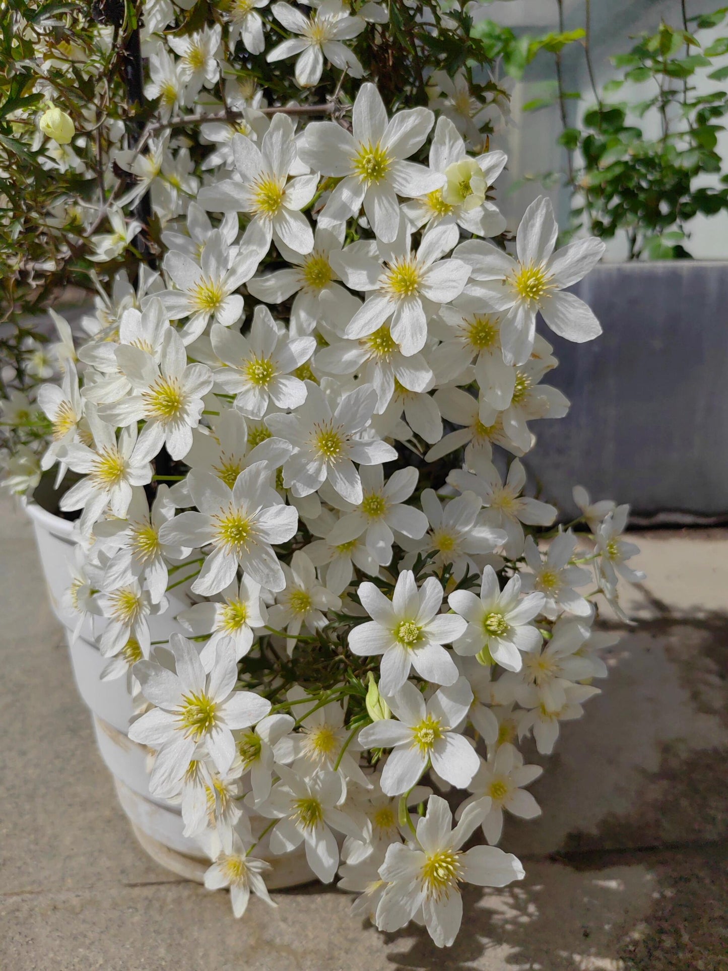 Clematis【Joe】- Liveplant｜银币｜Popular Floral waterfall