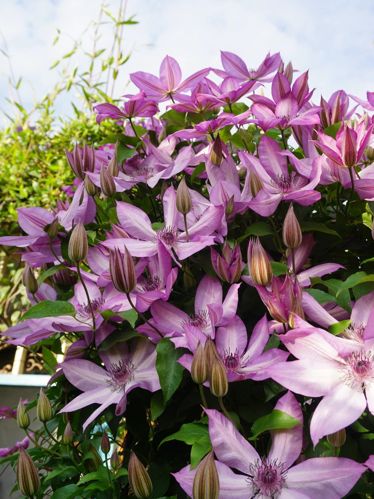 Clematis【Lizard｜トカゲ 】- LivePlant｜蜥蜴| Large Flowering| Cold Hardy| Fast-Growing| Flower Waterfall| Perennial| Pot Friendly| RareVine| Archway