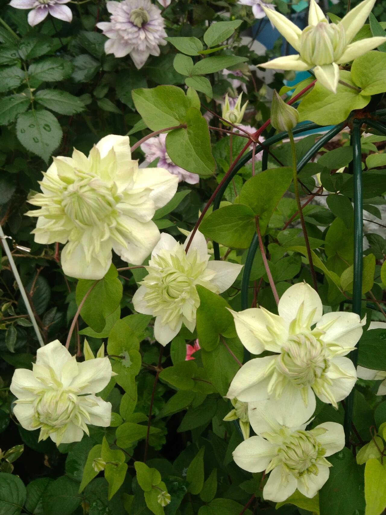 Clematis【Peppermint｜ミント】- LivePlant｜薄荷