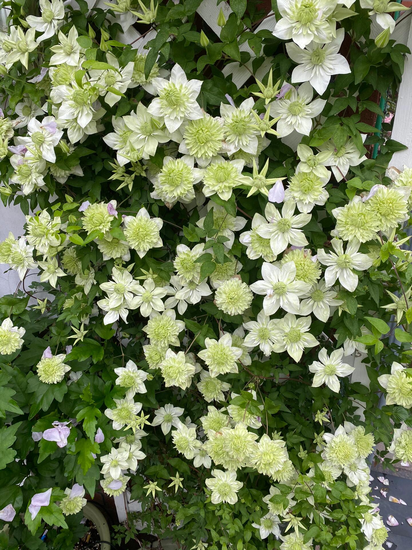 Clematis 【Alba Plenal | 白万重】-  9P LivePlant| Shade Tolerant| 小绿| 绿玉| Popular Varieties|