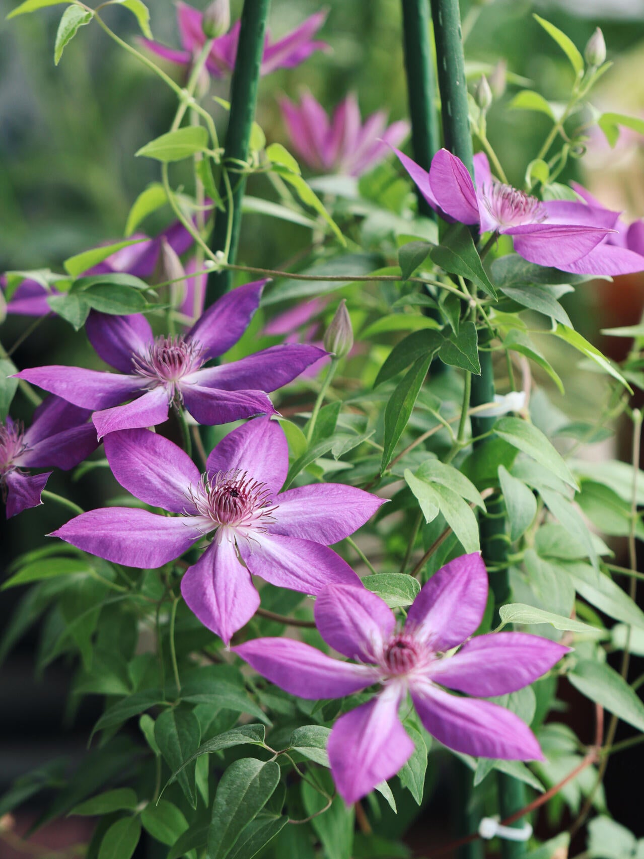 Clematis【Lizard｜トカゲ 】- LivePlant｜蜥蜴| Large Flowering| Cold Hardy| Fast-Growing| Flower Waterfall| Perennial| Pot Friendly| RareVine| Archway