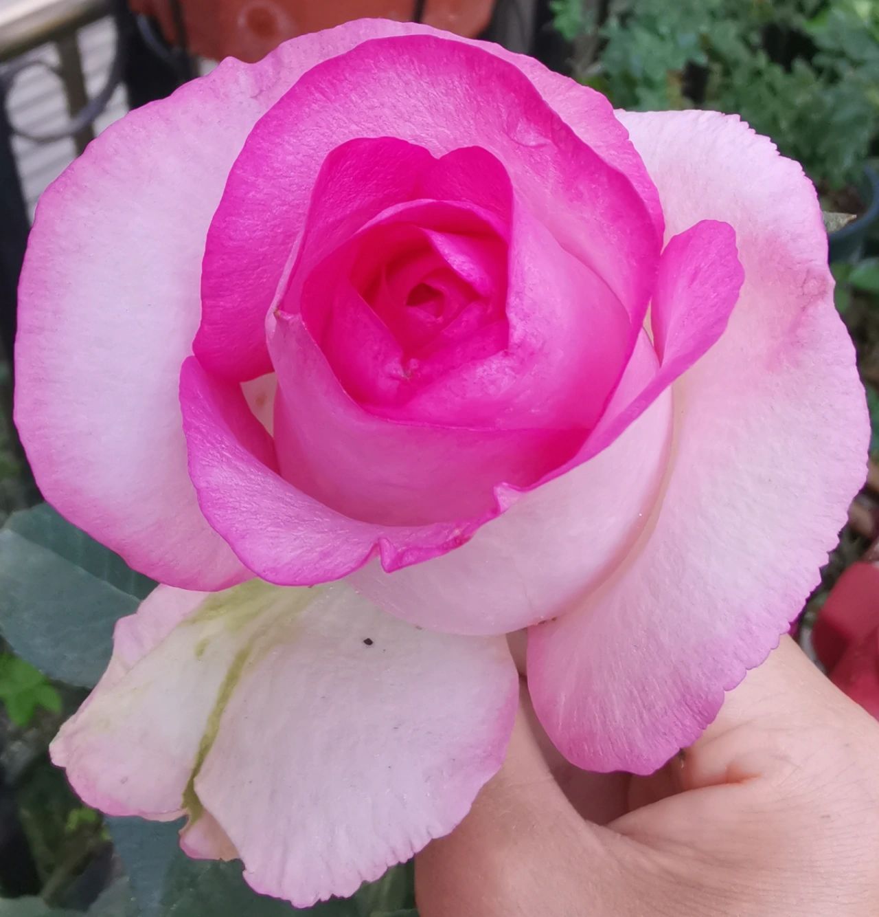 Rose【Bella Vita】- 1.5 Gal OwnRoot LivePlant｜贝拉维塔｜Popular Cutting Rosa｜Large Bloom｜Rich Scent