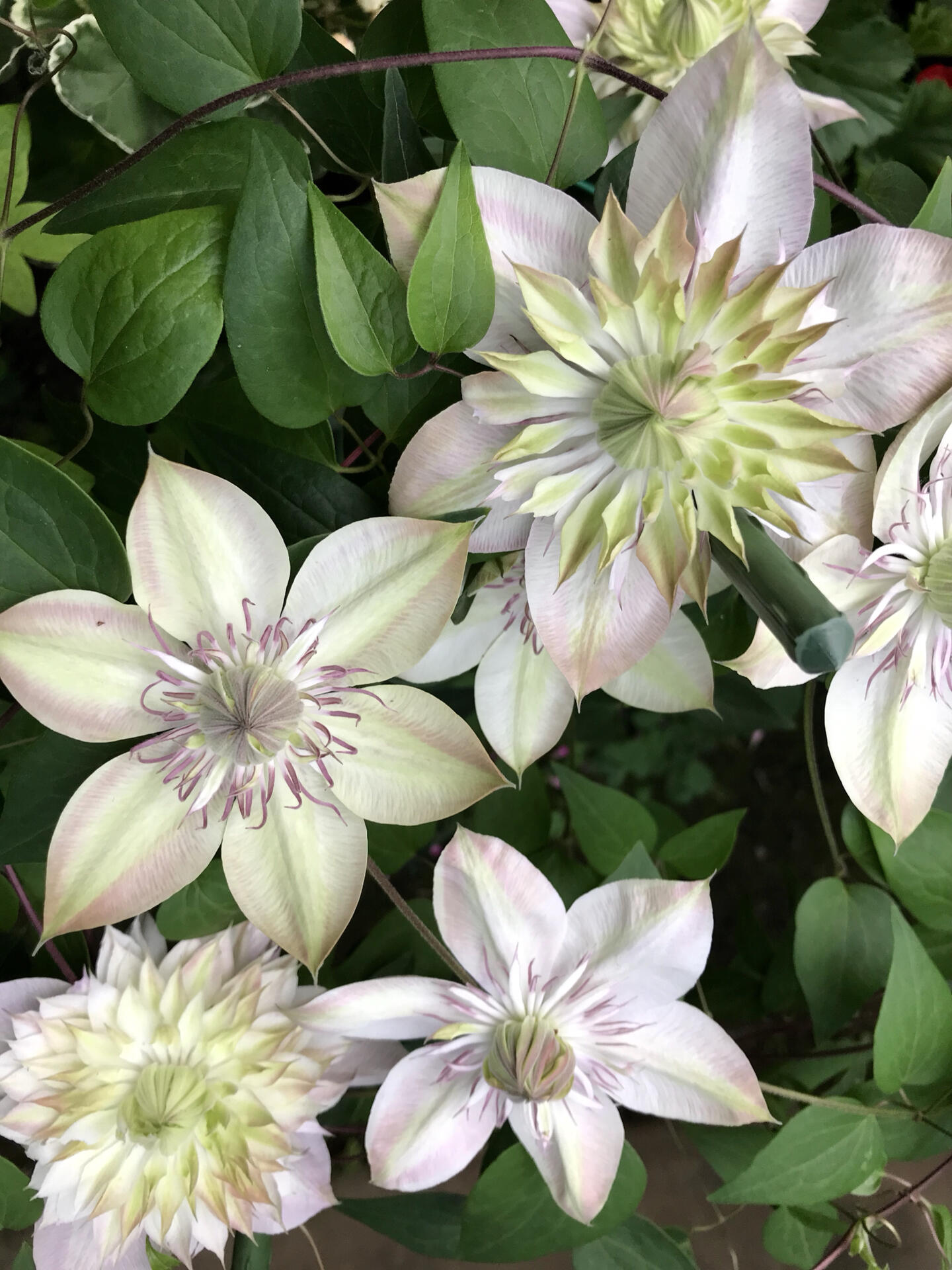 Clematis 【Shamshe】- 9P LivePlant| Double-flowered| Cold Hardy| 昼天使| 桃万重| Heat Resistant