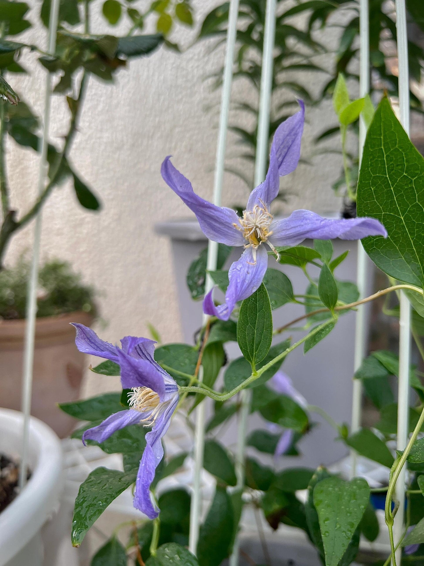 Clematis【Milky Way】-Live Plant｜银河系