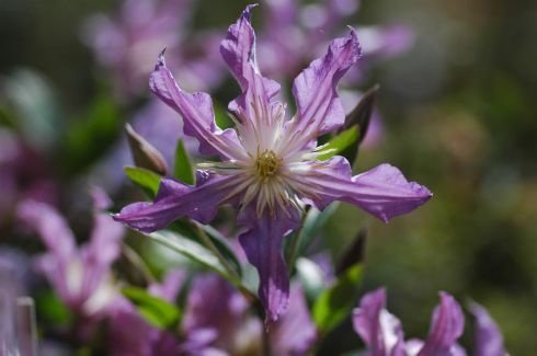 Rare Clematis【East River】-LivePlant｜东方河流Large Star Bloom