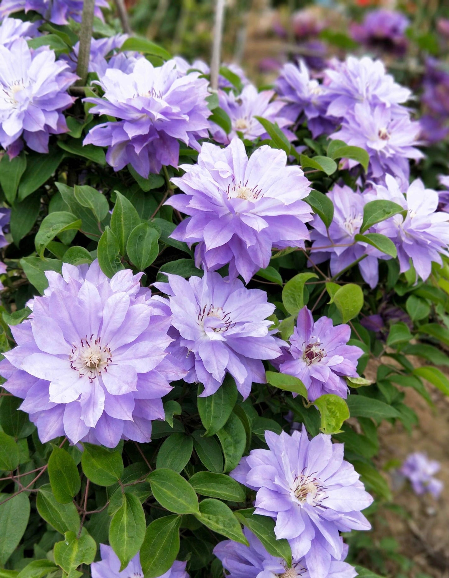 Clematis 【Teshio｜てしお| 天塩】-  9P LivePlant| 天盐 |精神の美| 天盐| Double-flowered |