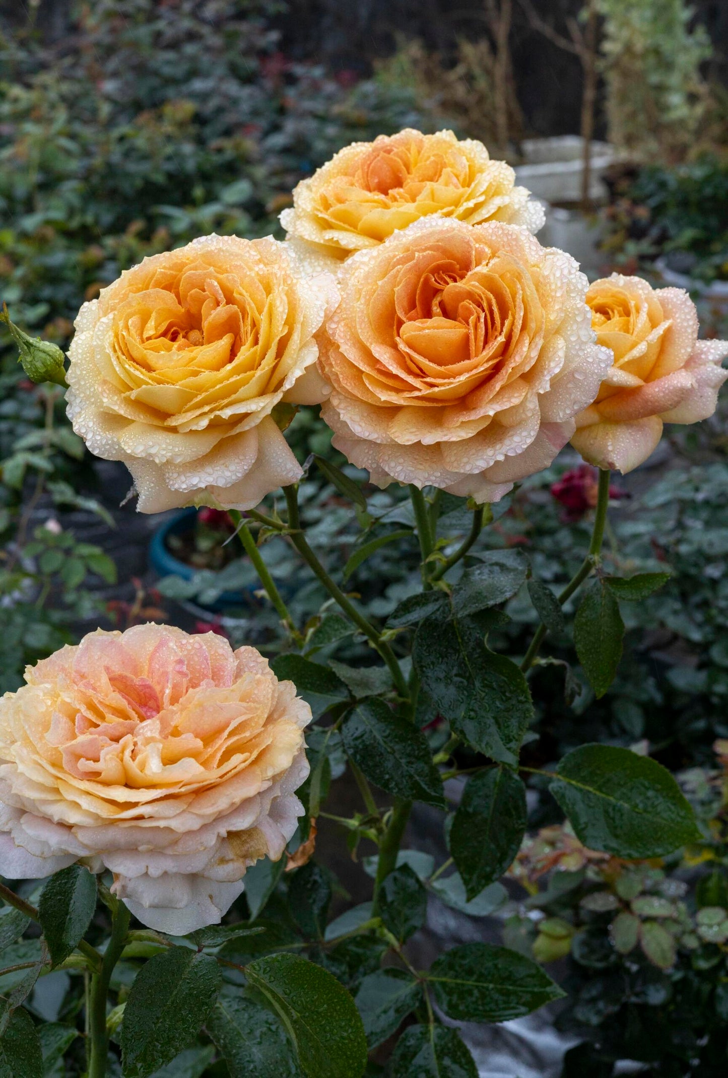 Rose【Caramel Antike】-OwnRoot LivePlant｜Large Bloom｜焦糖古董| Heat Resistant| Flawless| Less Thorns| Floribunda| Redolent| Sunshine Rose