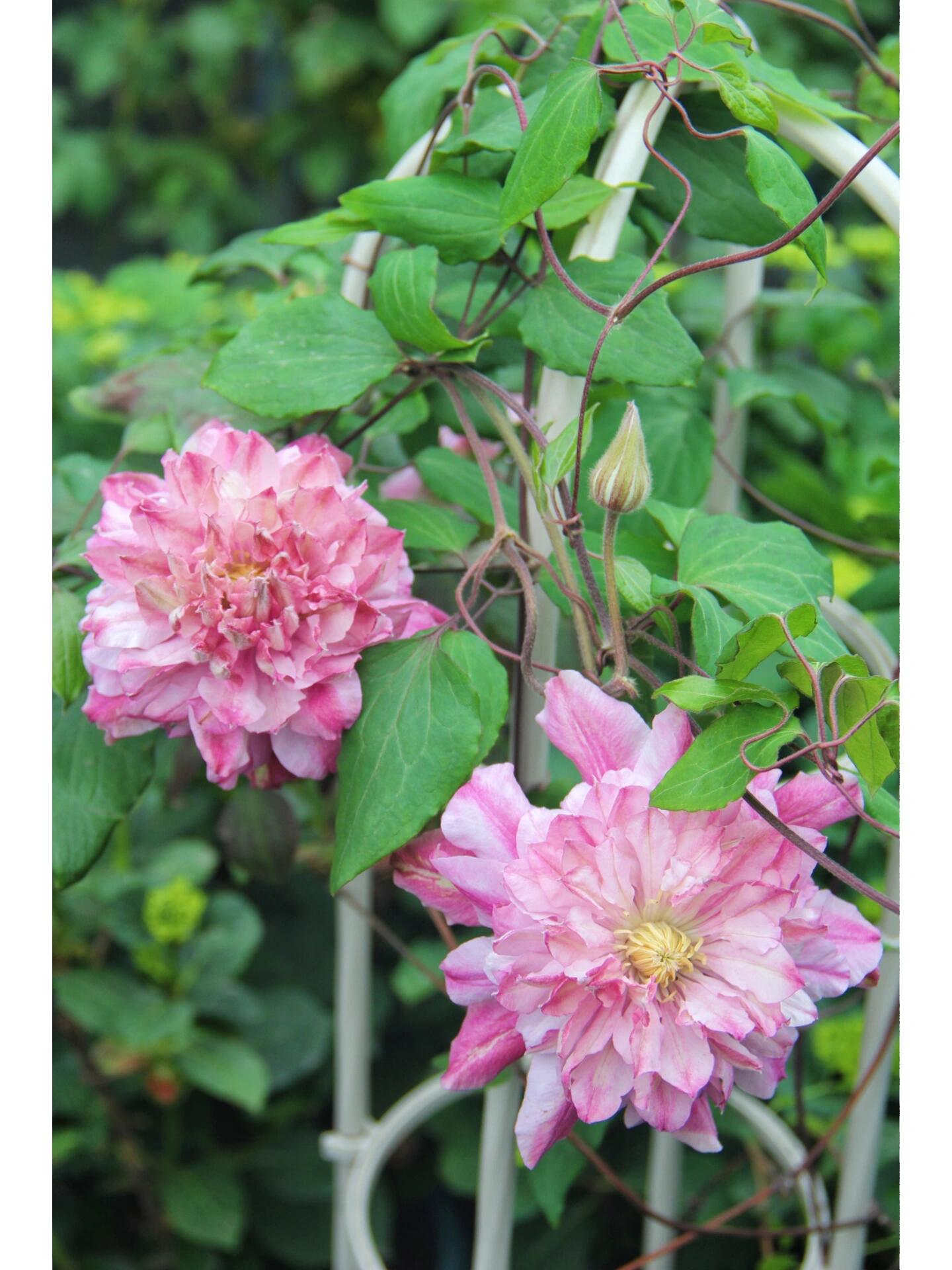 Clematis【Patricia Ann Fretwell】- LivePlant｜帕特丽夏｜Early Large-flowered Group｜