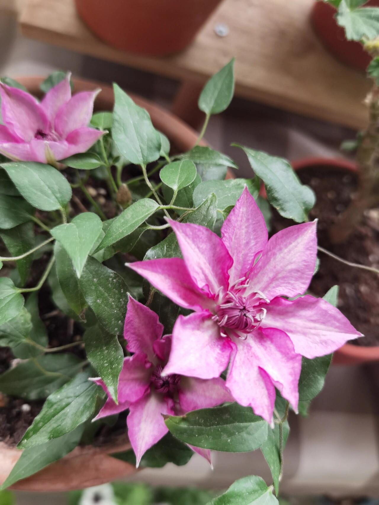 Dwarf Clematis【Luiza｜ルイーザ】-LivePlant｜路易莎｜Patio Clematis Large Flower| Tudor Patio| Easy to Grow| Fast Growth| Long Blooming Period| balcony-friendl