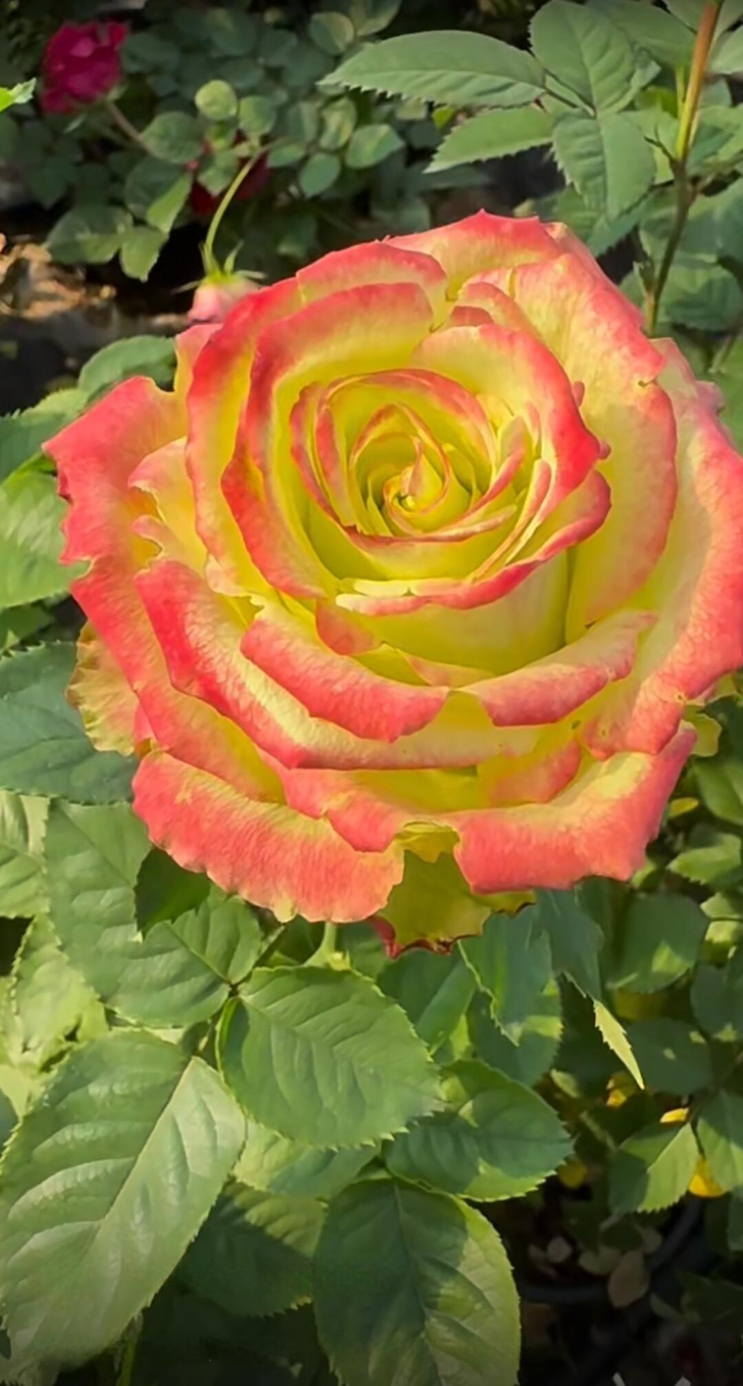 Rose【Green Apple｜グリーンアップル| 青苹果】- OwnRoot LivePlant｜New Variety Florists Rose| Large Flower| Extended vase life| Vivid Colors| Gradient