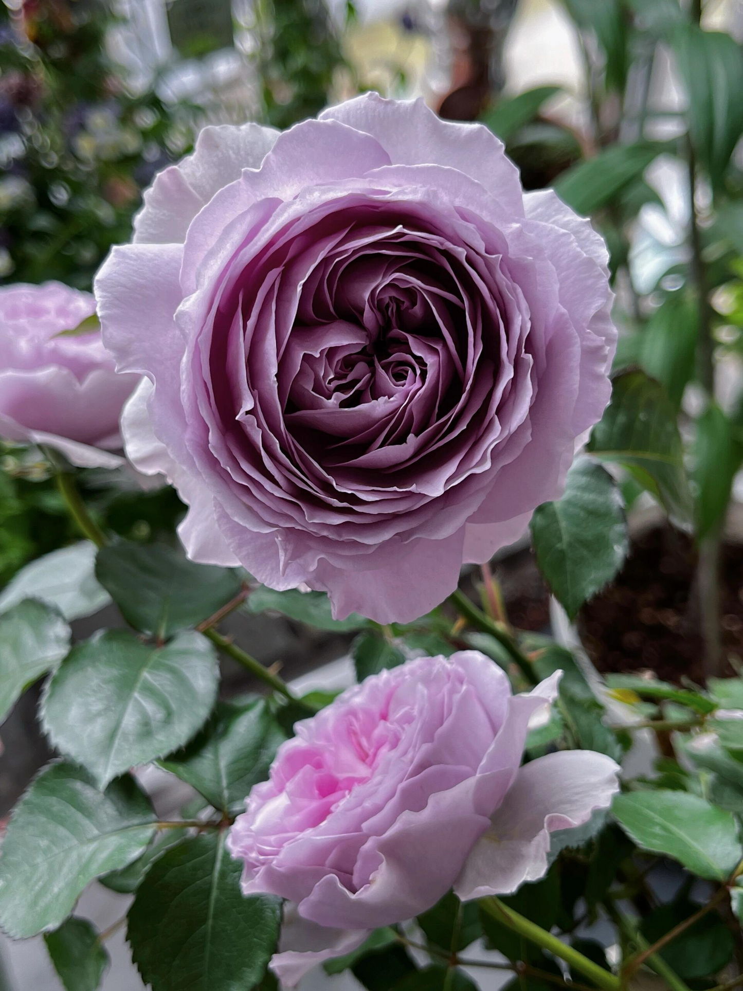 Rose【Lilas|リラ】- OwnRoot LivePlant| Perfect Rare Japanese Rosa 丽拉| Takunori Kimura木村卓功 New Varieties 2021| Heat Resistant| Intense Fragrance