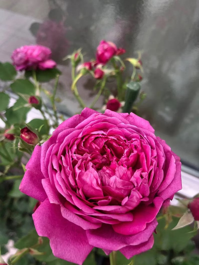 Rosa{Cartonnage/カルトナージュ} 3 Gal+ Grafting | Rare 河本| Bloom Repeatedly| 法式布盒| PeonyBloom| Heat Resistant| Strong Disease Resistance|