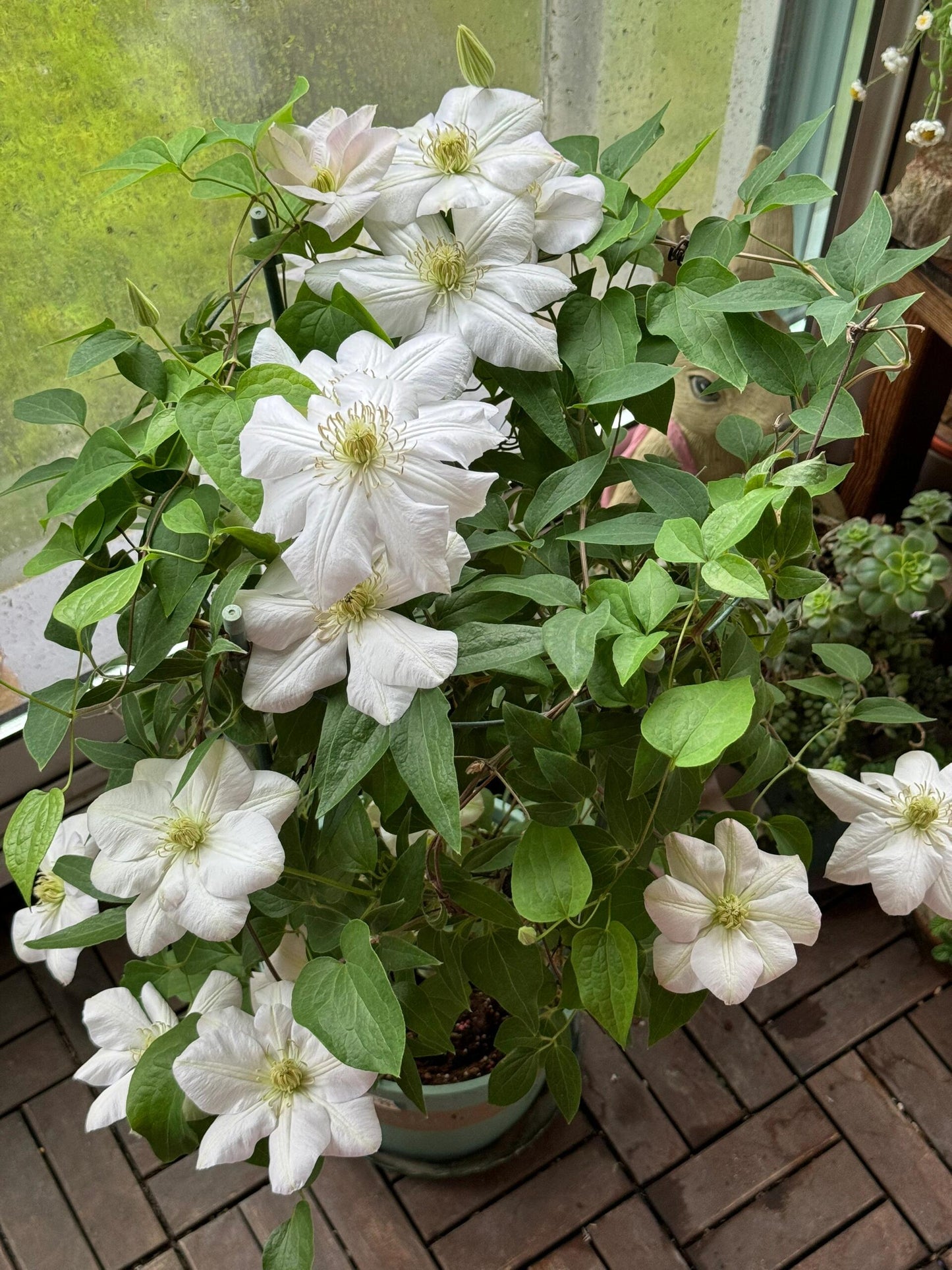 Rare Clematis【Innocent Blush】-LivePlant｜羞答答｜7 Lucky Petals｜