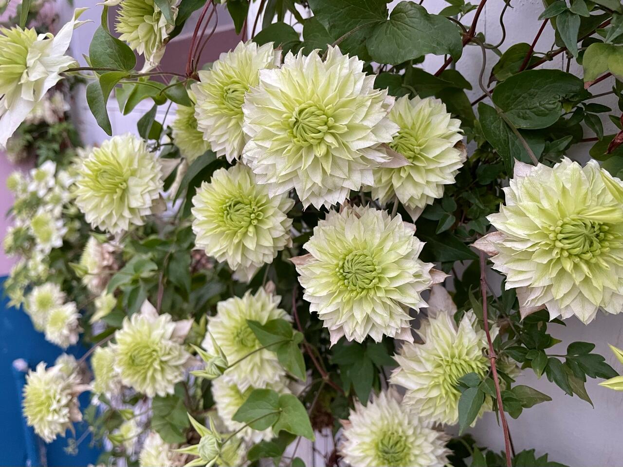 Clematis【Peppermint｜ミント】- LivePlant｜薄荷