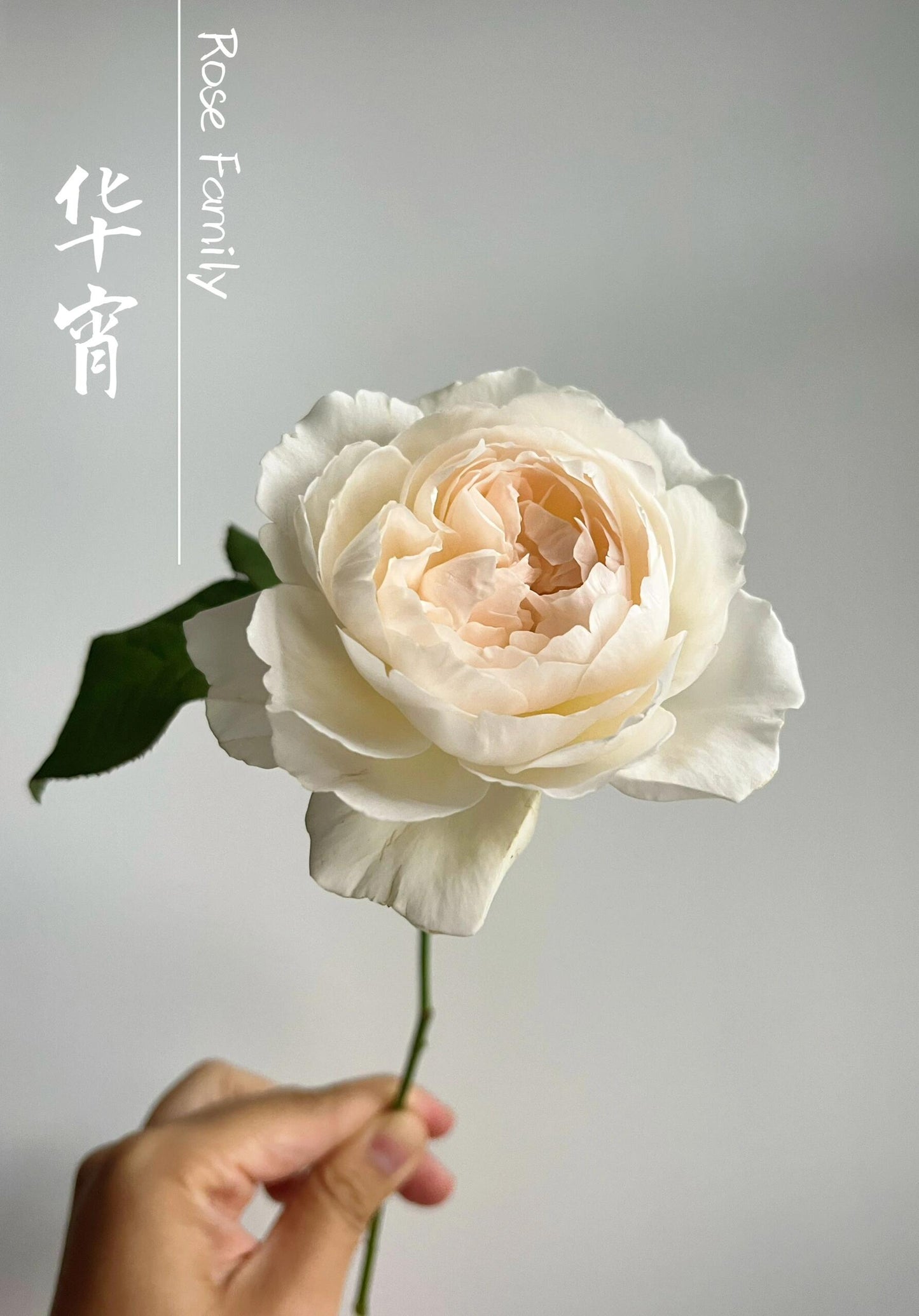 Rose【Kashō｜かしょう｜华宵】- 1.5 Gal LivePlant｜ Japanese New Variety｜Imai Kiyoshi 2024