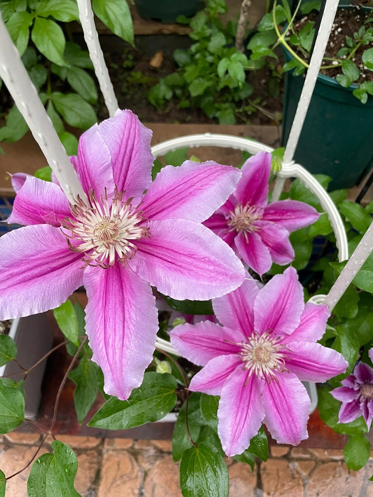 Rare Clematis【Nishiki｜錦】- Live Plant｜锦｜Bi-color: starts pale pink, deepens to purple-pink