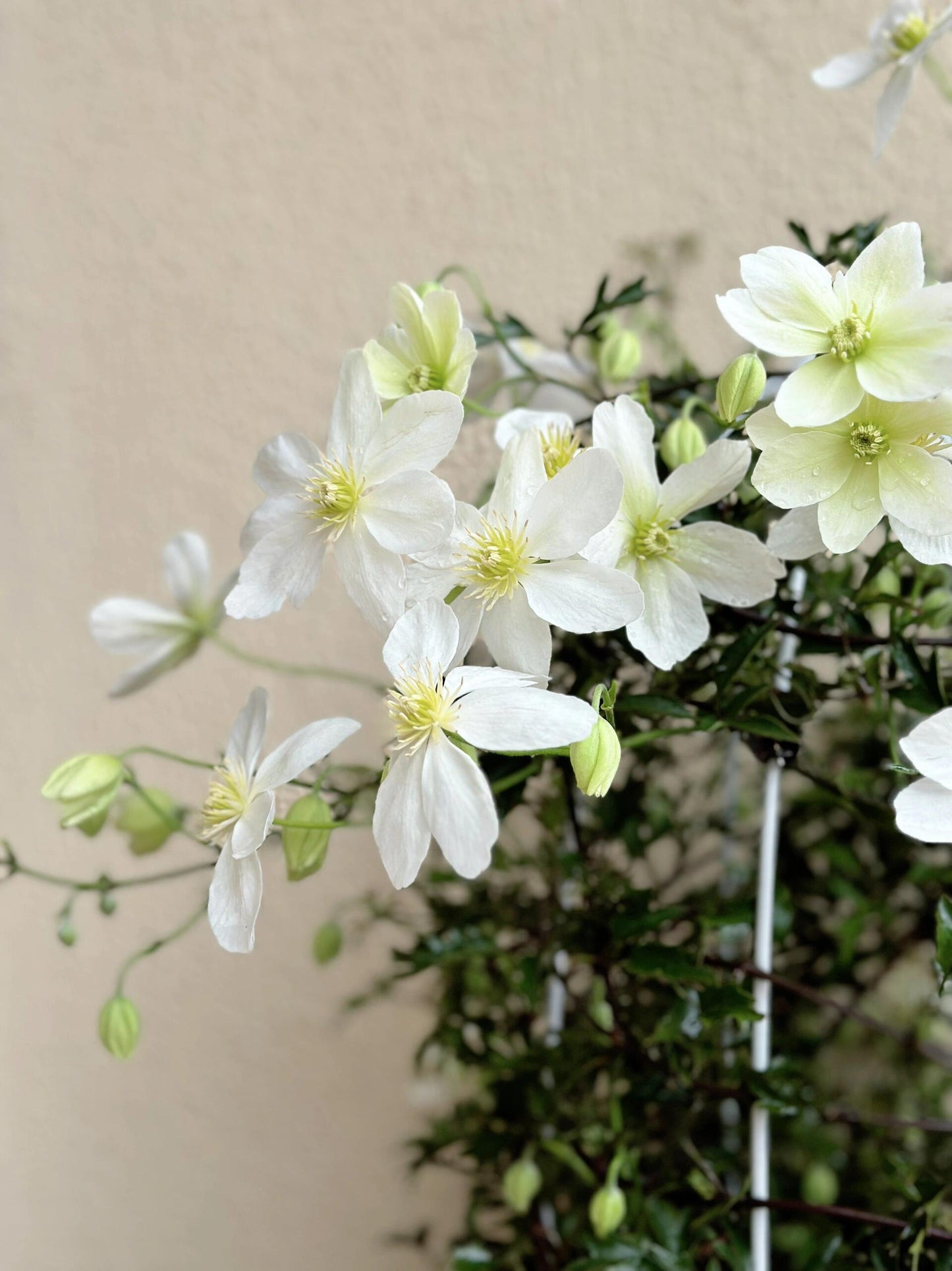 Clematis【Avalanche】-LivePlant｜雪崩｜Popular White Clematis