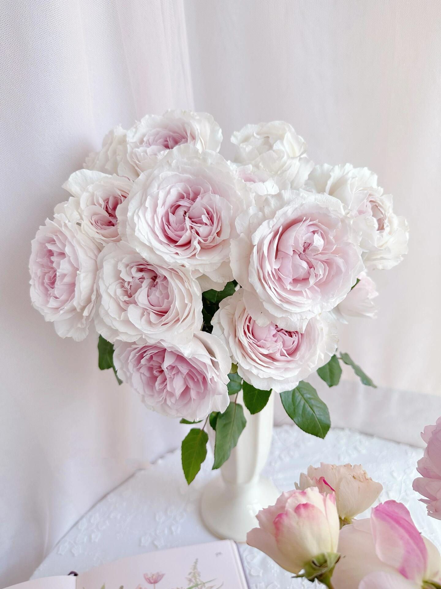 Rose【Les fraises】- 2 Gal+ Own Root Bare Root| Japanese Rare Rose｜草莓奶昔｜Large Bloom| Fragrance| Long flowering period| Ruffle Lace |Perfect