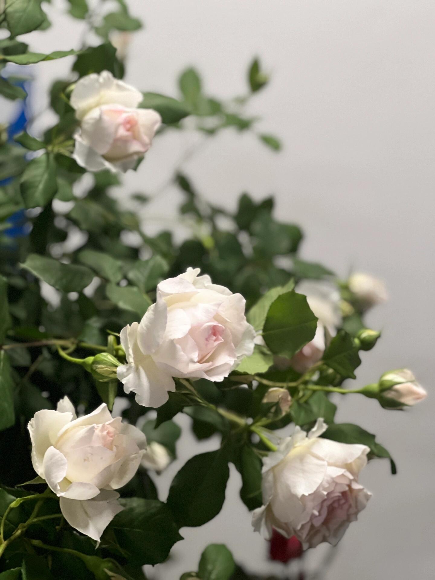 Rose【Aube Legere｜オーブ・レジェール】- 5 Gal Live Plant｜黎明天空｜Less Thorns｜Ever-Blooming｜New Variety 2019