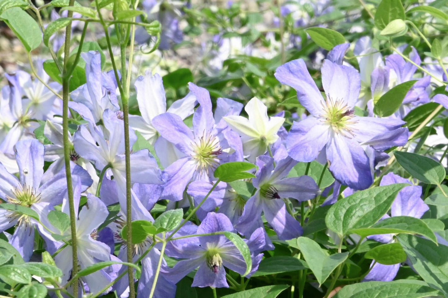 Clematis【Sea Breeze】- Live plant with flower buds｜海风｜Blue Clematis