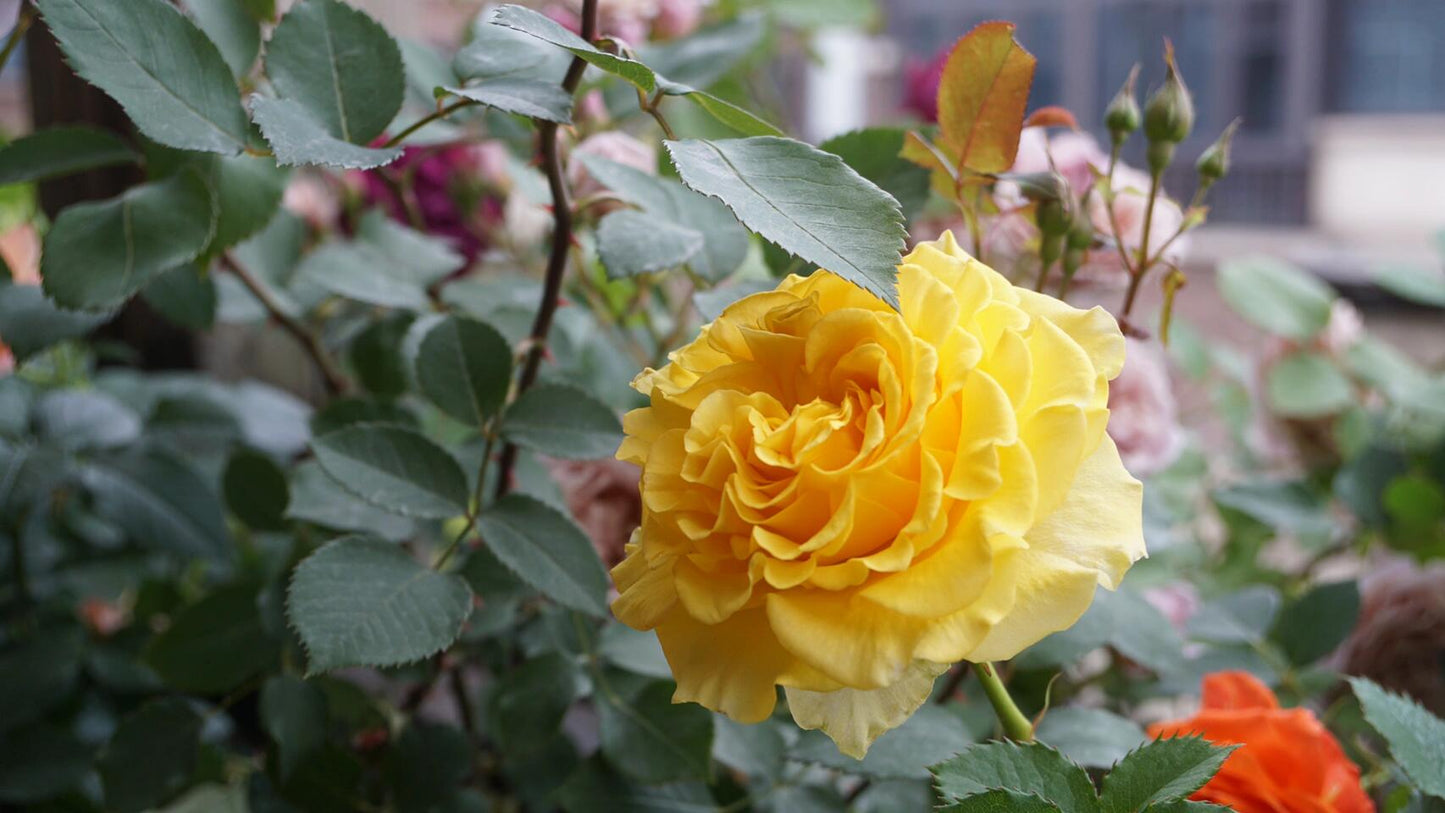 Rose【Shell｜貝殻】-1.5 Gal OwnRoot LivePlant｜Popular Japanese Floribunda Rose 贝壳｜Large Bloom｜Long vase life| Heat Resistant| Easy to Grow| Lace