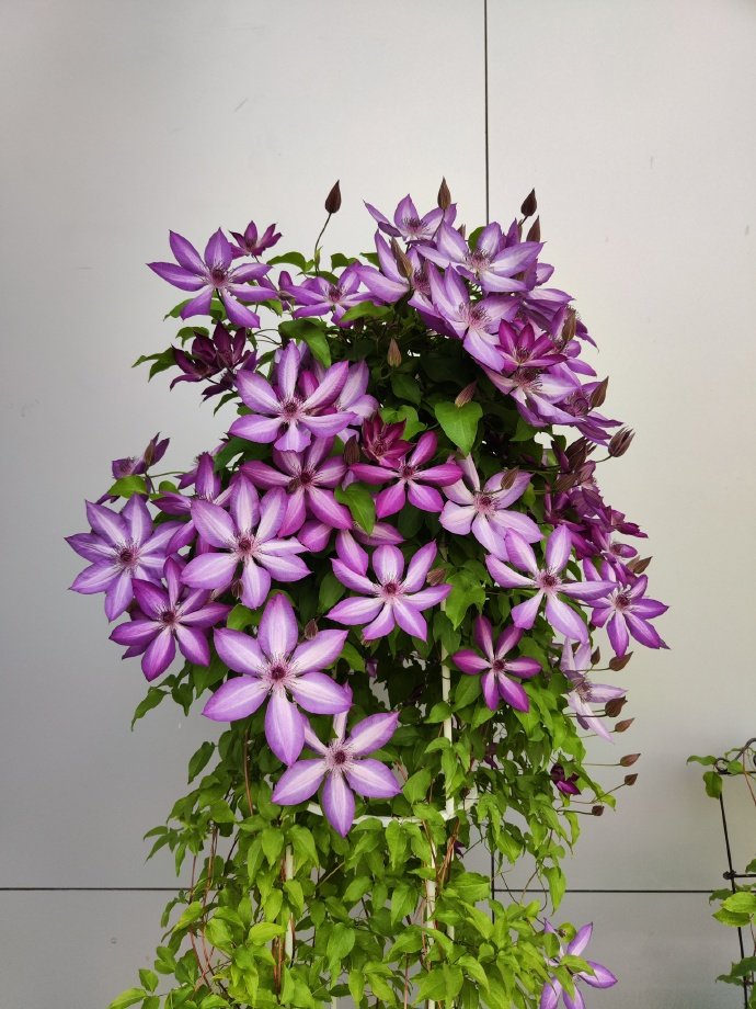 Clematis【Lizard｜トカゲ 】- 12P LivePlant｜蜥蜴