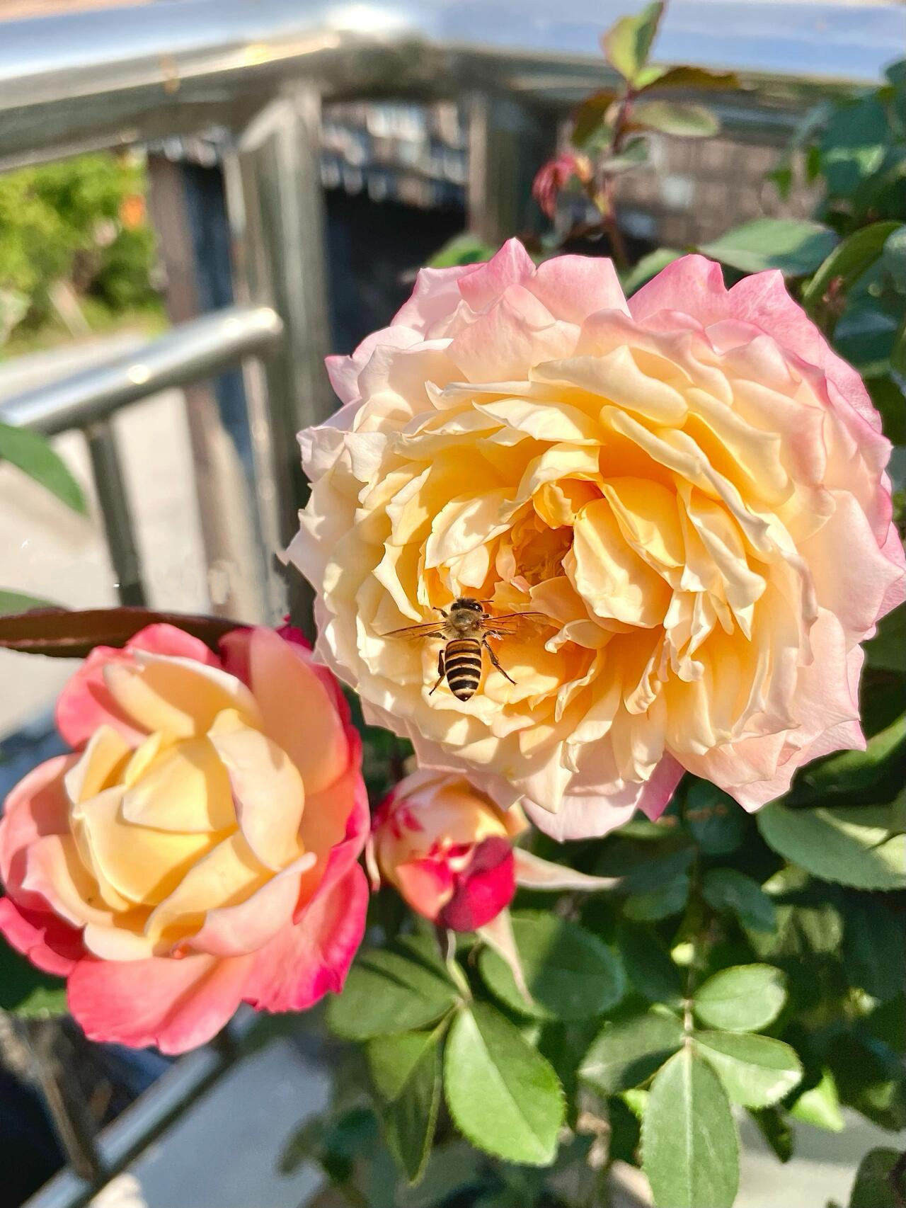 Rare Rosa {Chance Pom } シャンスポム -1 Gal OwnRoot | Japanese| Multi-color | Striped flower| Repeat flower | 苹果运气-La Chance|Globularance | Less Thorns