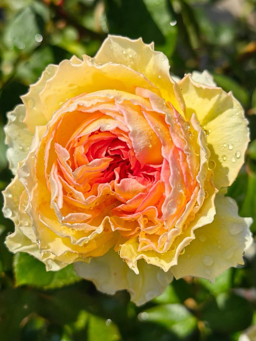 Rose【Kagelou| カゲロウ】- Japanese 2020 New varieties| 阳炎/蜉蝣| Fruity Fragrance| Discoloration| Ruffled bloom| Especially| Floribunda| Redolent|  HeatResistant