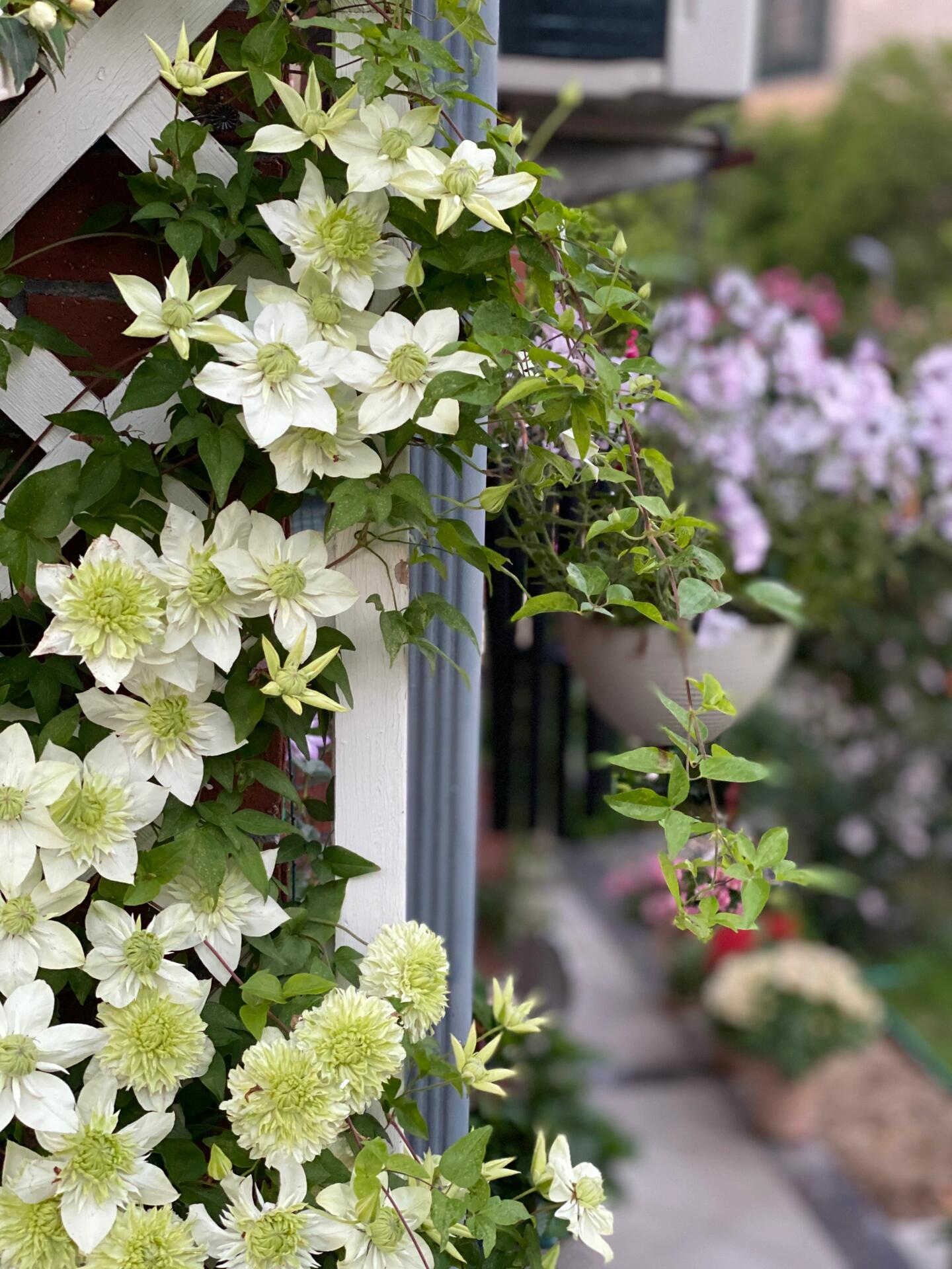 Clematis 【Alba Plenal | 白万重】-  9P LivePlant| Shade Tolerant| 小绿| 绿玉| Popular Varieties|