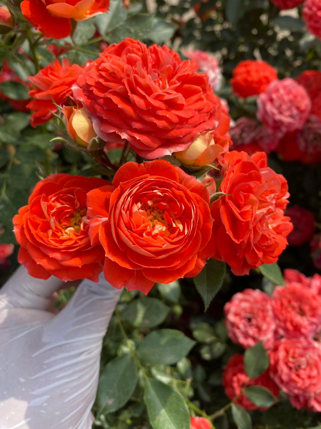 Climbing Rose【Starlet Rose Carmen】- 1 Gal Live Plant| 卡门