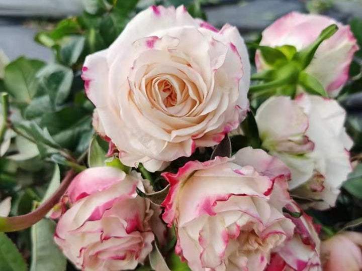 Rose【Very Cute| かわいい教主】- 1.5 Gal OwnRoot LivePlant| Florists Rose| 小可爱| Vivid colors| Extended vase life| Scalloped Petals| Cute Goddess| 可爱教主