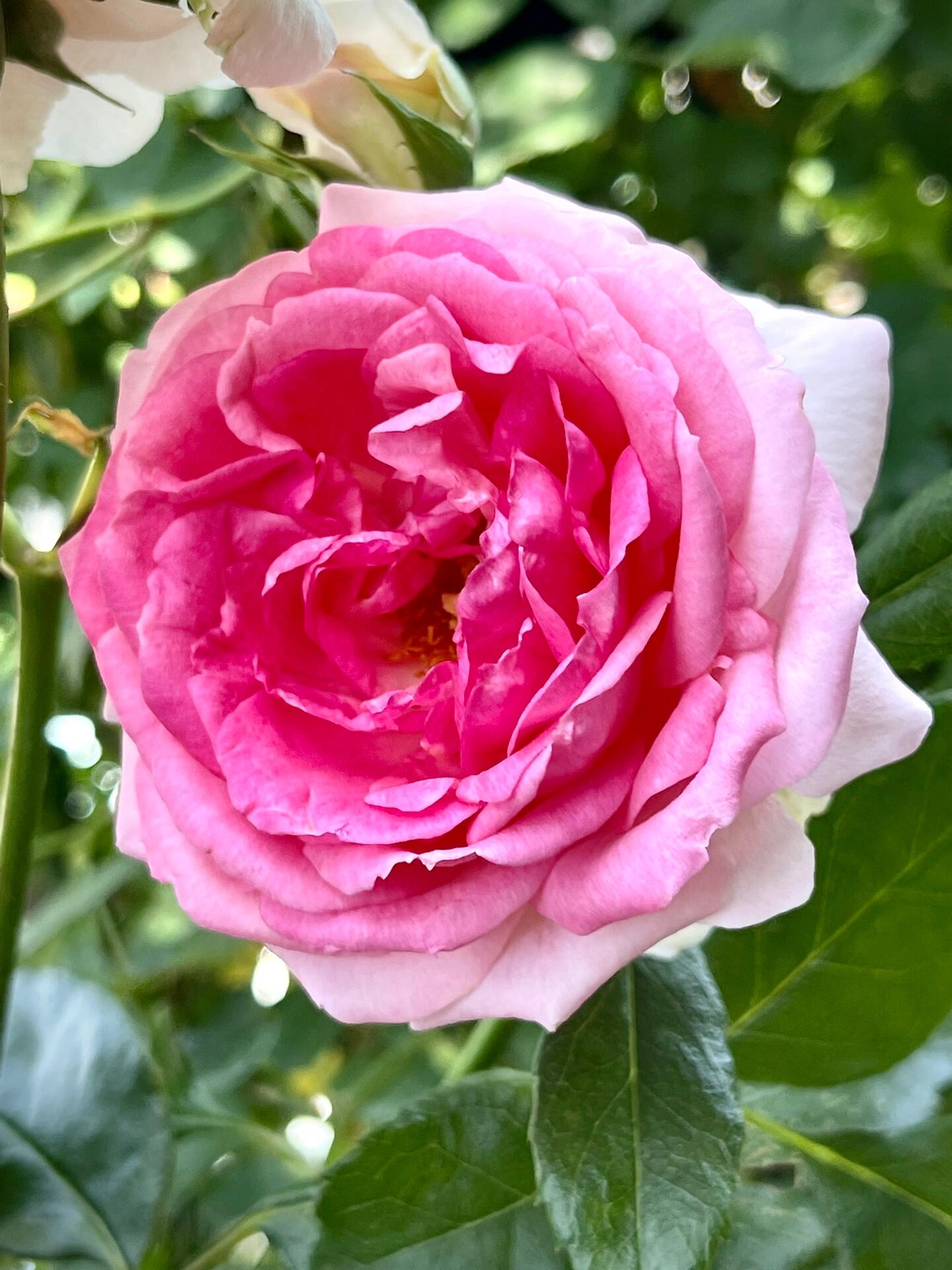 Rose【Hermitage】-1.5 Gal OwnRoot LivePlant｜French Shrub Eden｜冬宫| Redolent| Floribunda Rose| Everbloomer| Heat Resistant| 艾米达吉|