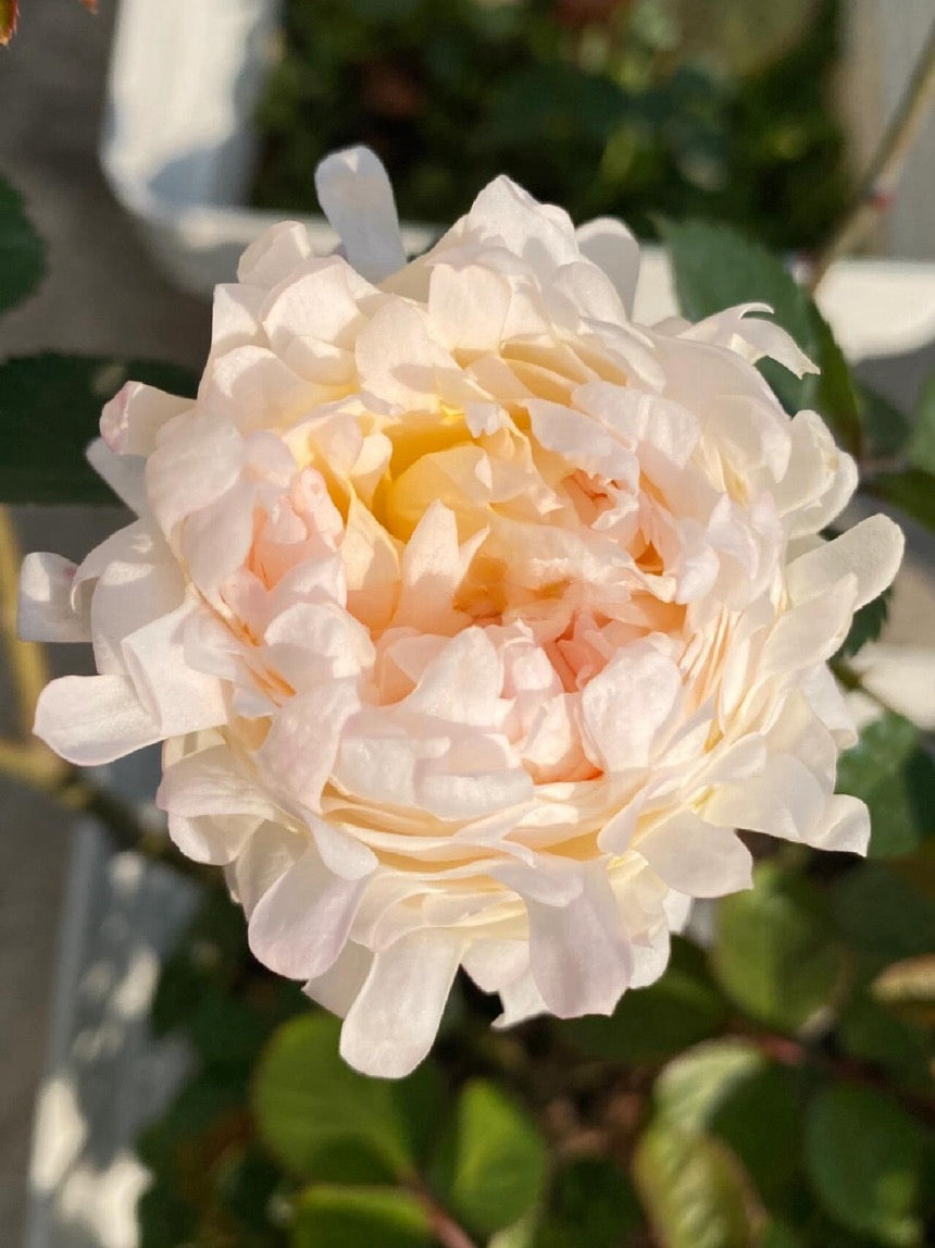 Rare Rose【Peach Anemone】- OwnRoot LivePlant｜桃子海葵｜New Variety｜Sawtooth Edge｜Rich Color