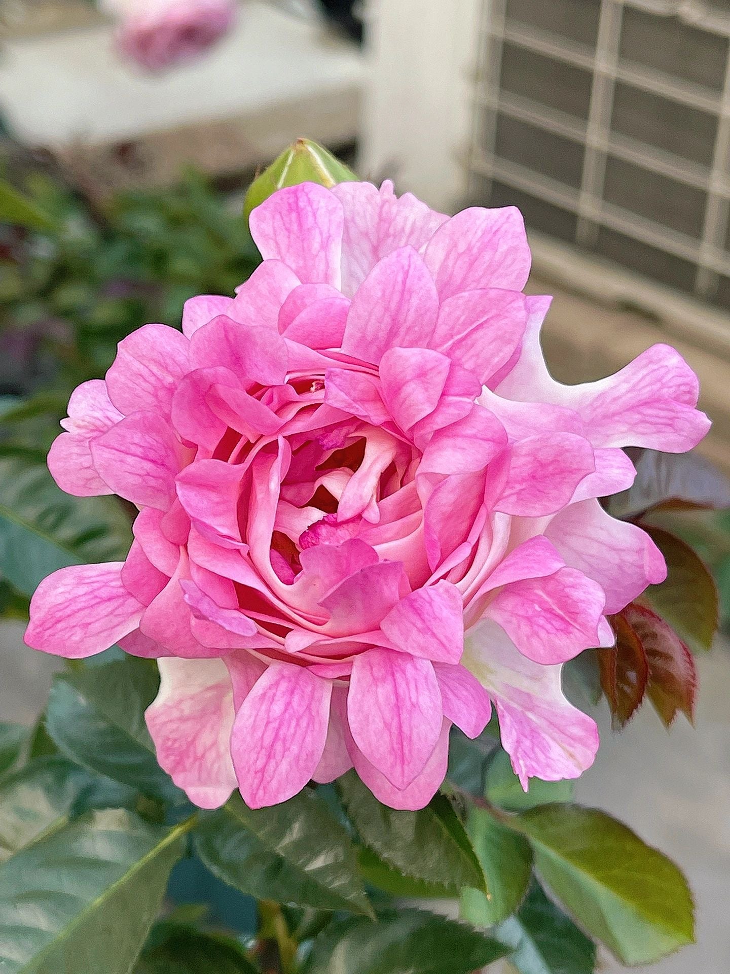 Rare Rosa｛Sea Anemone｜シーアネモネ｝-1.5 Gal OwnRoot｜Fireworks Flower| KOL| Thornless| Chrysanthemum Bloom|  Good Disease Resistance| 海葵