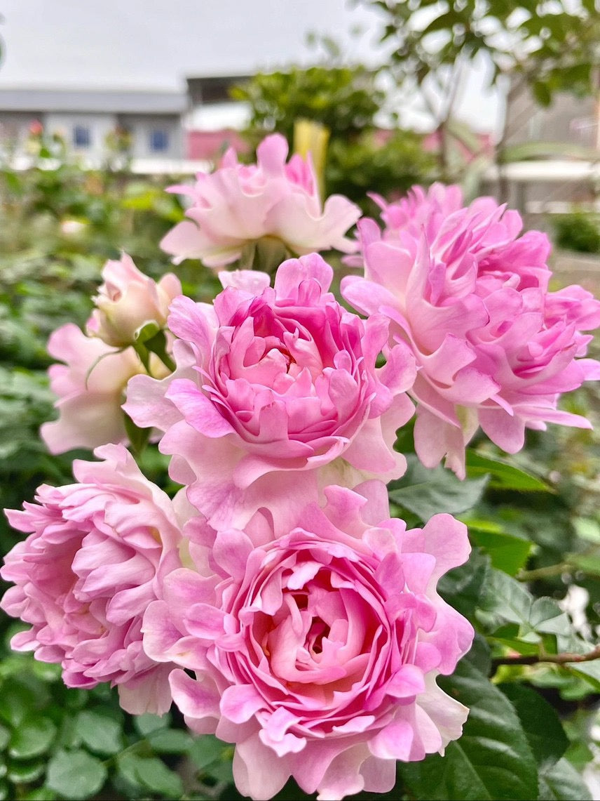 Rare Rosa｛Sea Anemone｜シーアネモネ｝-1.5 Gal OwnRoot｜Fireworks Flower| KOL| Thornless| Chrysanthemum Bloom|  Good Disease Resistance| 海葵