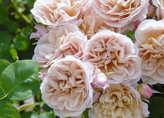 Rare Rose【Loli｜いおり】- OwnRoot｜八神庵｜Keiji Kunieda｜【あおい】の枝変わり品種| Milk Tea Flower| Vintage Palette| Rain-Resistant|