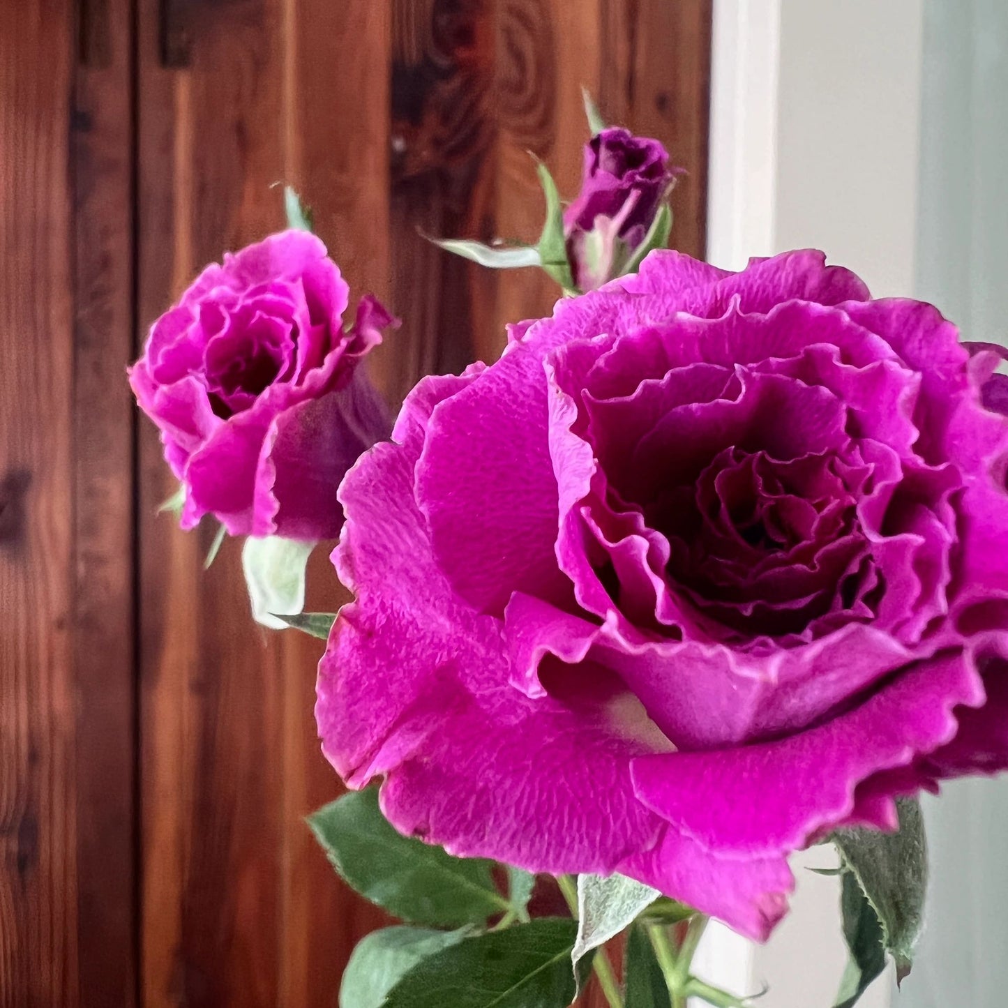Rose[Ramukan|ラムカン] - Rare Japanese Cutting Rose| 1.5 Gallon-OwnRoot| Wavy Bloom| Ruffle lace| 草药| Similar to Sheherazad | Sun Tolerant | herb