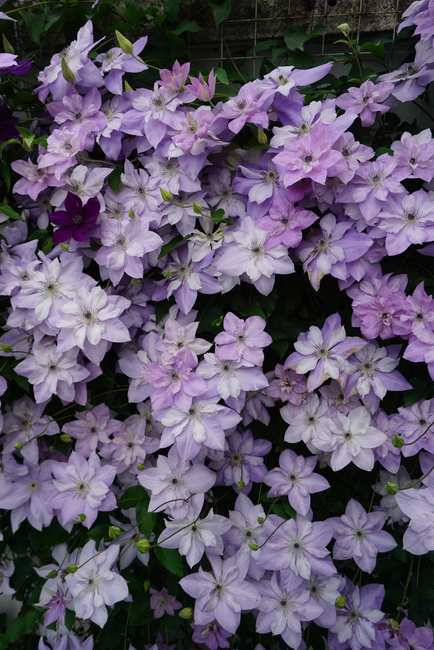 Clematis【Reflections】- LivePlant｜倒影| Double-flowered| Cold Hardy|Perennial|Pollinator Friendly| Low Maintenance| Popular| Bloom Repeatedly