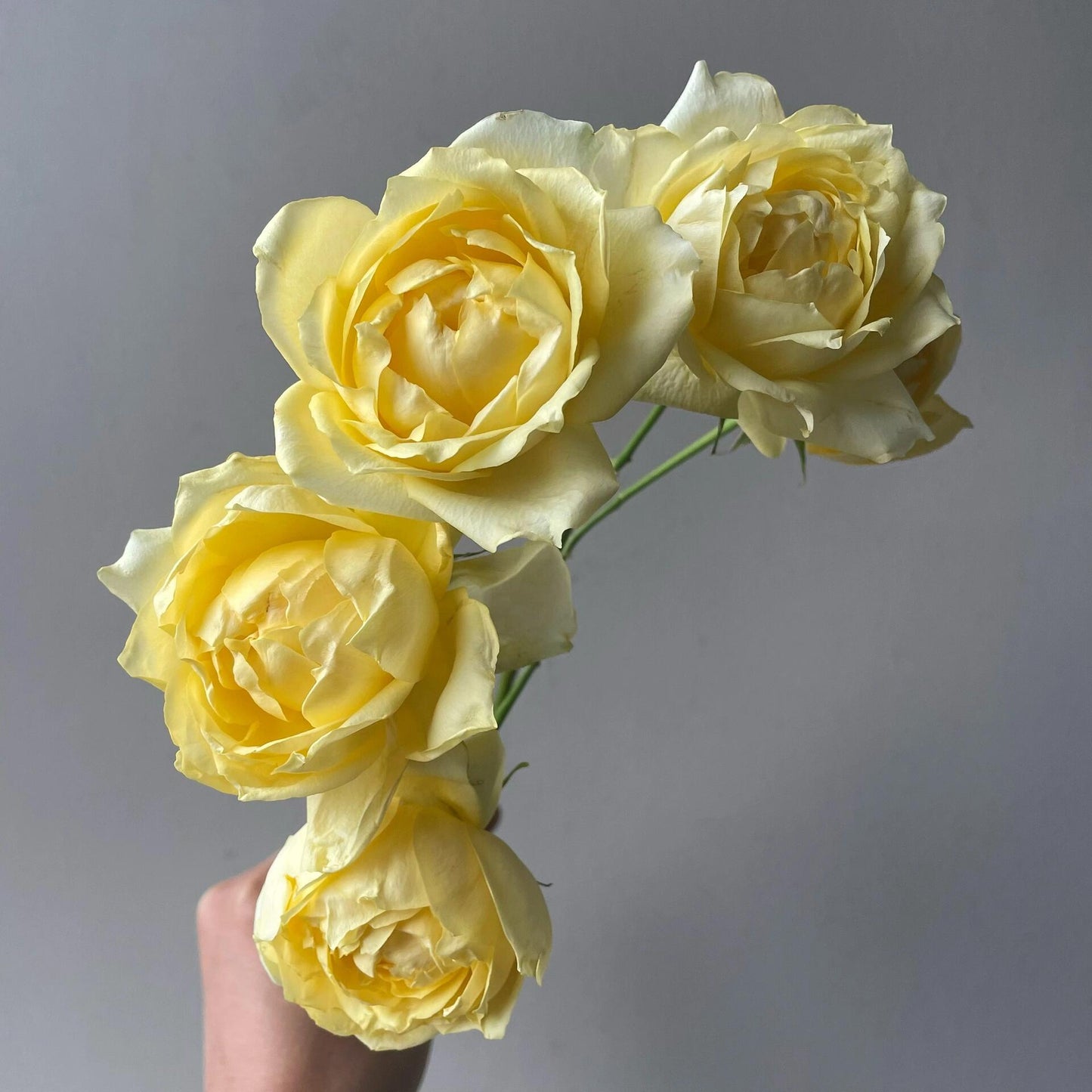 Rose【Julieta Limoncella】-OwnRoot LivePlant｜柠檬朱丽叶塔｜Inche&Floribunda Rose| Extended vase life| Cut Flower| Fetching| Lemon| Everbloomer