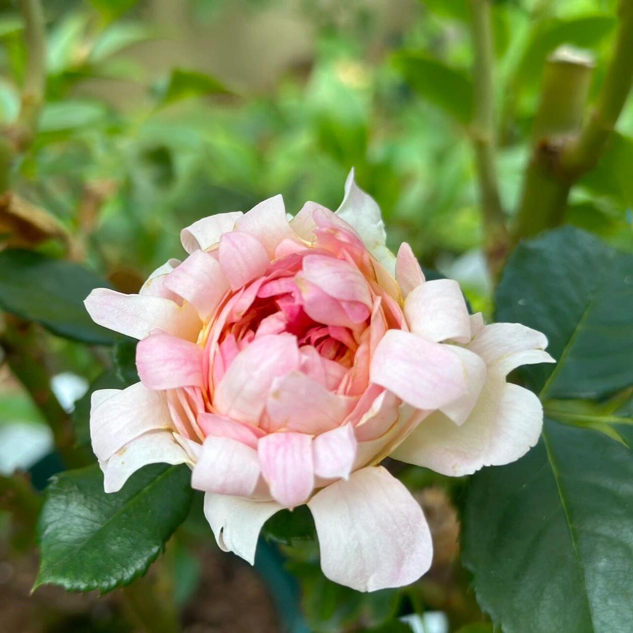 Rare Rose【Peach Anemone】- 1 Gal OwnRoot LivePlant｜桃子海葵｜New Variety｜Sawtooth Edge｜Rich Color