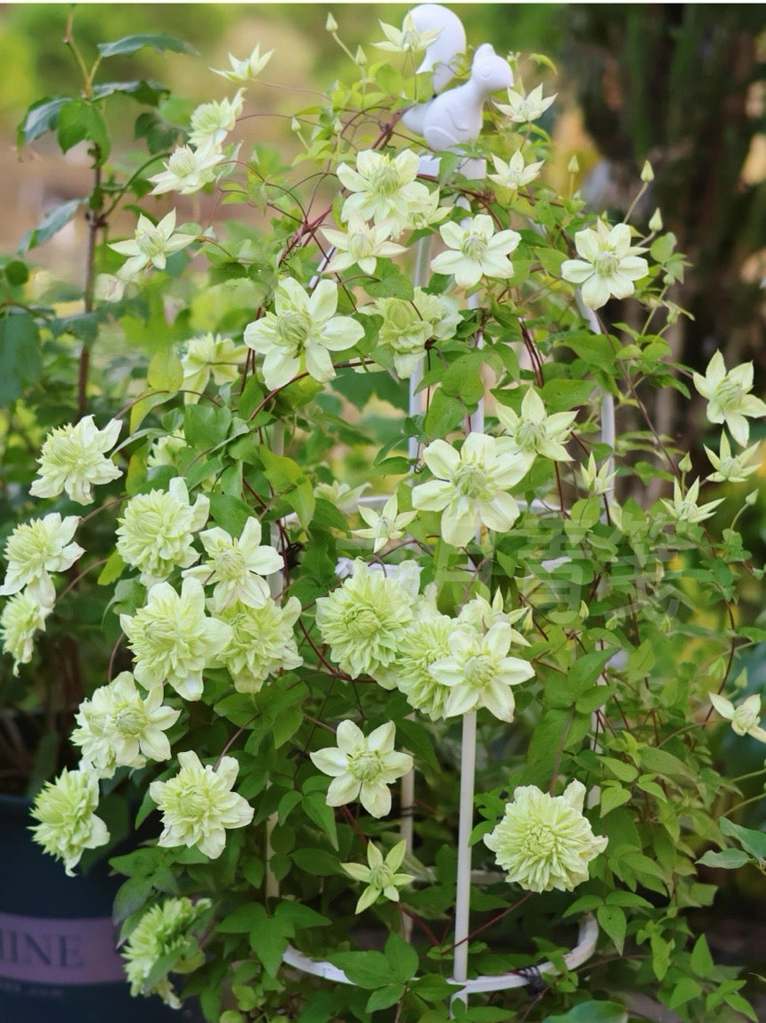 Clematis【Peppermint｜ミント】- LivePlant｜薄荷