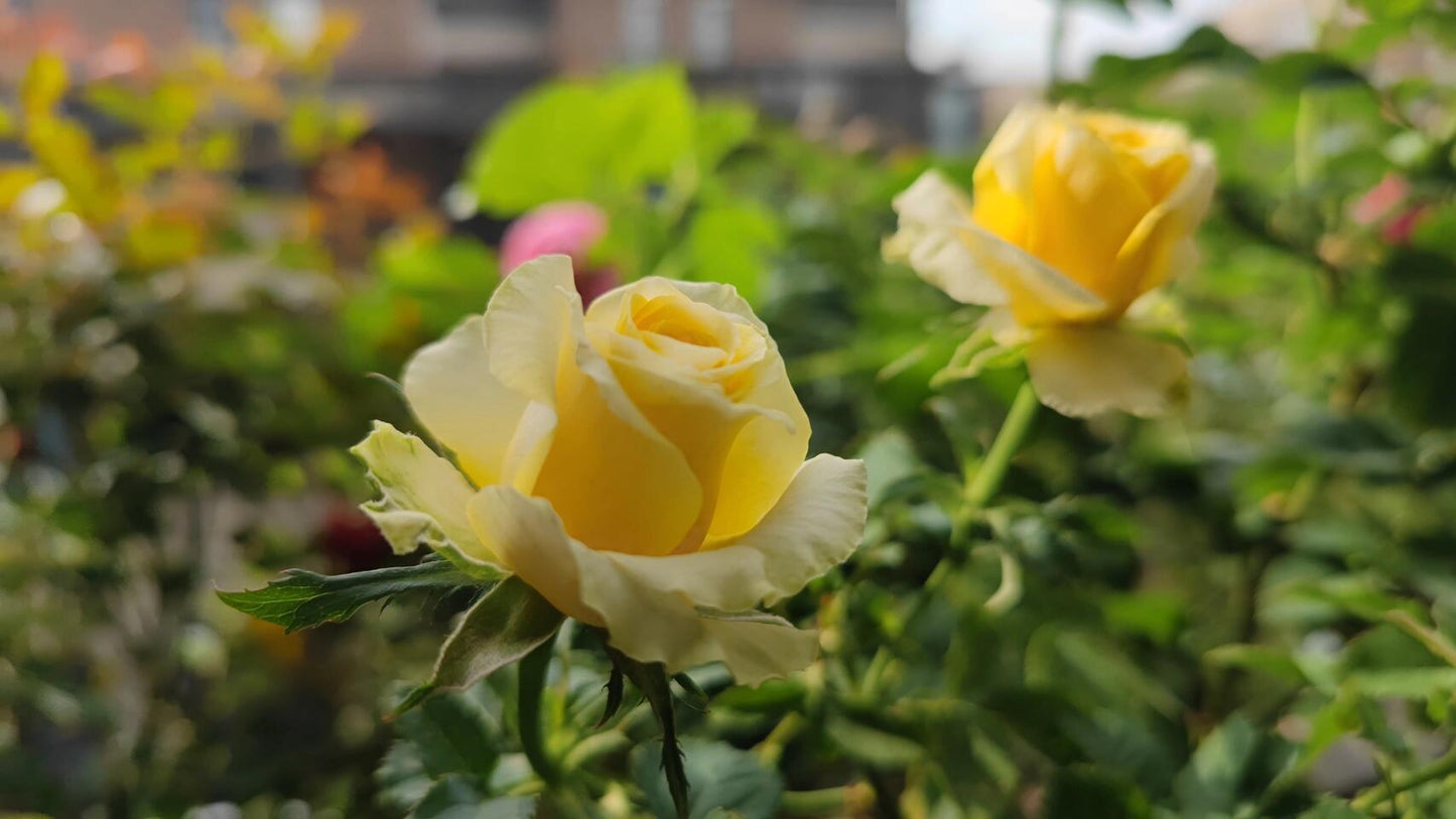 Rose【Shell｜貝殻】-1.5 Gal OwnRoot LivePlant｜Popular Japanese Floribunda Rose 贝壳｜Large Bloom｜Long vase life| Heat Resistant| Easy to Grow| Lace