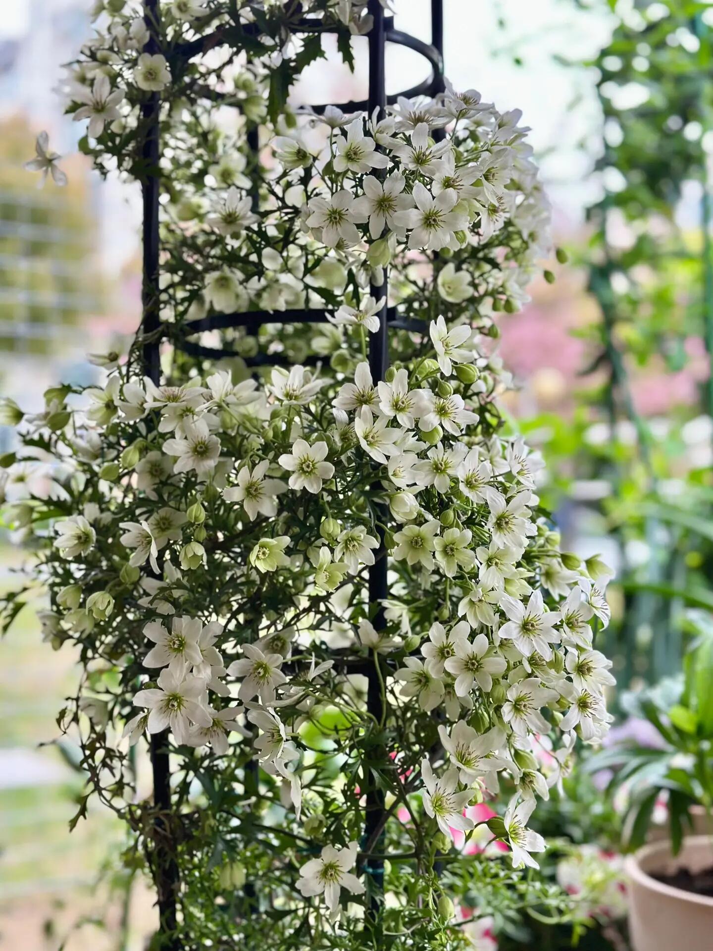 Clematis【Joe】- Liveplant｜银币｜Popular Floral waterfall